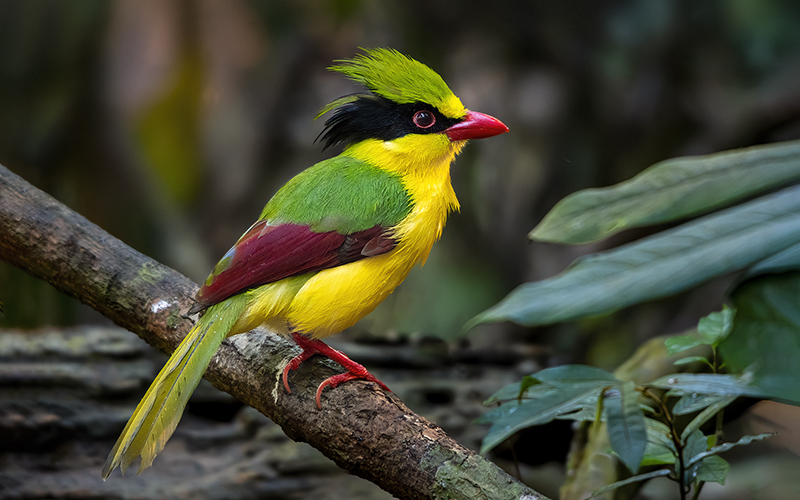 Indochinese Green-Magpie (Cissa hypoleuca) at Di Linh Bird Hides - Southern Vietnam. Photo by: Phuc Le - Vietnam Bird Photography Tours - Vietbirdphototours.com